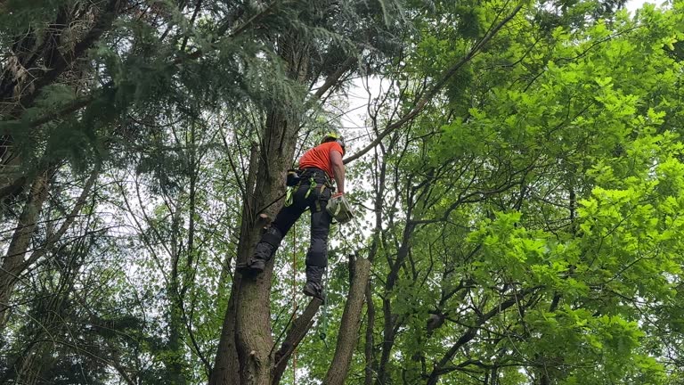 How Our Tree Care Process Works  in  Park Forest, IL